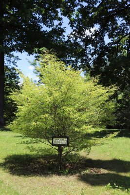 Fagus sylvatica 'Mercedes' - buk obecný, lesní - celek